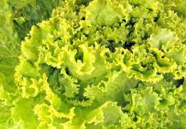 Endive, escarole, chicory, radicchio cichorium endiva & cichorium intybus. Escarole Growing Sowing Planting Harvest