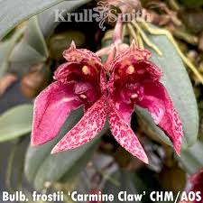 Image result for Bulbophyllum X chikukwa