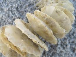 Whelk Egg Cases Backyard And Beyond