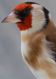 Chardonneret De Siberie Male Jilguero Aves Pajaros Aves