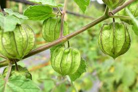 Image result for Physalis viscosa