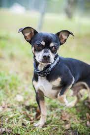 Adopt Me Humane Society Of Union County Nc Daily Dog Tag Humane Society Dog Adoption My Pet Dog