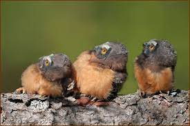 Laid Back Saw Whet Owl Chicks Saw Whet Owl Owl Animals