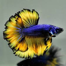 Male Betta 034 Sweden Mustard Rose Tails Black Rim 143 034 Rare Find Rare See Beautiful Fish Tropical Fish Aquarium Betta Fish Types