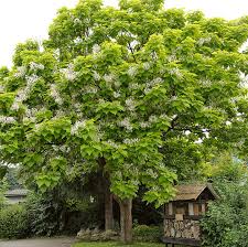Wo früher obstbäume zur gartengestaltung als fester bestandteil überhaupt nicht in frage gestellt wurden bei der gestaltung ihres gartens sollten sie immer in mehrere richtungen gleichzeitig denken. Baume Fur Den Garten Als Schattenspender Schoner Wohnen