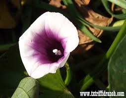 Image result for Ipomoea barteri