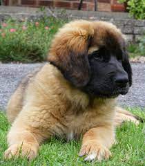 Leonberger Puppies Lol Picture Collection Leonberger Puppy Leonberger Dog Puppies