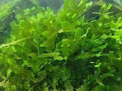 Image result for Lomariopsis