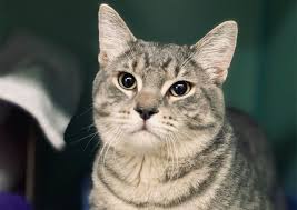 Pet vet is a well respected small animal veterinary clinic located in franklin, tennessee. Wyoming Animal Hospital Wyoming Veterinary Hospital