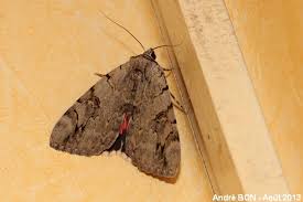 Image result for Catocala electa