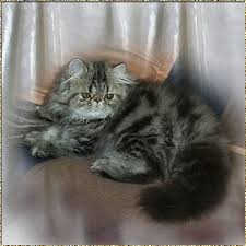Black tabby cat with blue eyes. Silverdance Persians Breedstandard Of Persians Tabby
