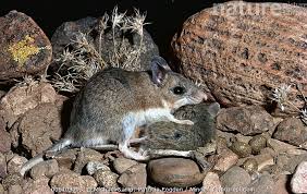 Grasshopper mice often commit acts of cannibalism, killing and eating other members of their species if they are threatened or in need of food. Nature Picture Library Southern Grasshopper Mouse Onychomys Torridus Feeding On Harvest Mouse Chihuahua Desert Mexico Michael Patricia Fogden