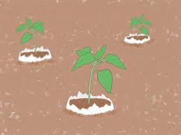 Have you ever wondered how to use eggshells in the garden? 3 Ways To Fertilize Soil With Eggshells Wikihow