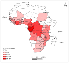 Image result for Synsepalum passargei