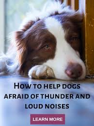 How To Help Dogs Afraid Of Thunder And Other Loud Noises Loud Noises Dogs Stress Relief