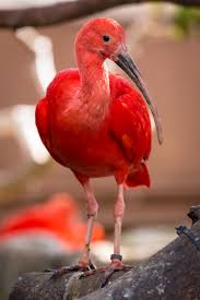 Jun 28, 2021 · your ibis comments match my experience. Scarlet Ibis Wikipedia