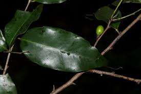 Image result for Diospyros abyssinica