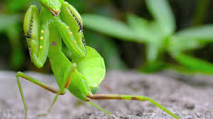 Discover the magic of the internet at imgur, a community powered entertainment destination. 10 Fascinating Praying Mantis Facts