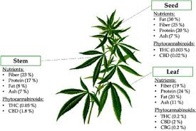 Image result for Cannabis sativa