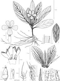 Image result for Crabbea kaessneri