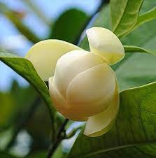 Magnolia Coco A Creamy Delicate Beauty Fragrant Flowers Fragrant Garden Beautiful Flowers