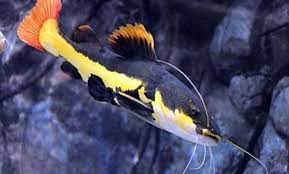 5 Jenis Ikan Predator Air Tawar Yang Bisa Dijadikan Ikan Hias
