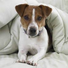 Favorite this post jul 17 silkies Pet Friendly Apartments In Fayetteville Stone Ridge Apartments