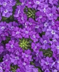 Image result for Verbena × teasii