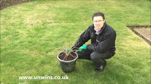 Więcej produktów z tego sklepu. Prunus Kojo No Mai Flowering Cherry Tree Youtube