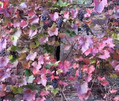 Image result for Vitis vinifera