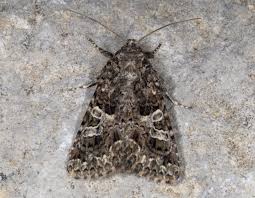 Image result for Hadena perplexa