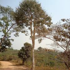 Image result for Triplochiton zambesiacus