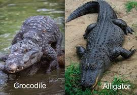The term also is used to refer to all members of the order crocodilia, a group that includes the true crocodiles (family crocodylidae), the alligators and caimans (family alligatoridae). 28 Commonly Confused Animals Crocodiles Animals Alligator