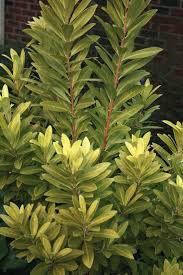 Image result for Indigastrum parviflorum