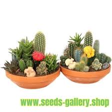 Cactus in the desert can have wide spreading shallow roots. Cactus Mix Seeds Mixed Desert Species Ø§Ù„Ø³Ø¹Ø± 2 25