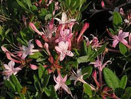 Swamp Azalea Rhododendron Viscosum Rhododendron Azaleas Plants