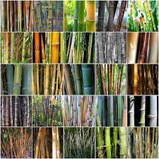 Compare Canes Of Many Varieties Bamboo Plants Bamboo Seeds Bamboo Species