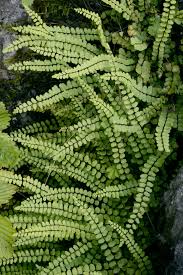Image result for Asplenium reekmansii