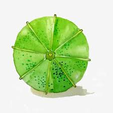 Maybe you would like to learn more about one of these? Gambar Kertas Minyak Payung Lipat Payung Rumput Hijau Hijau Angin Cina Payung Lipat Png Payung Kertas Minyak Cat Air Tinta Png Transparan Clipart Dan File Psd Untuk Unduh Gratis