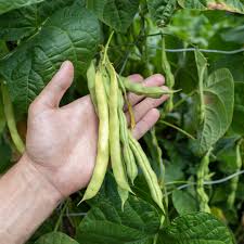 Image result for Vigna unguiculata