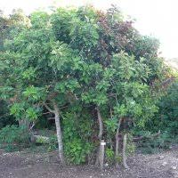 Image result for Synadenium angolense