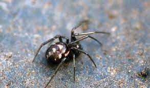 Black widow spiders are arachnids that are known for the females' unique appearance and tendency to eat their mates. False Black Widow Spider Facts Bite Habitat Information