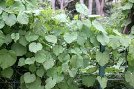 Image result for Ipomoea parasitica