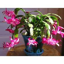 Examples of plants that won't harm your feline are; Worry Free Plants That Won T Poison Your Pets Cat Safe Plants Plants House Plants