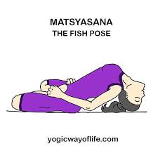 Matsyasana The Yogic Fish Pose