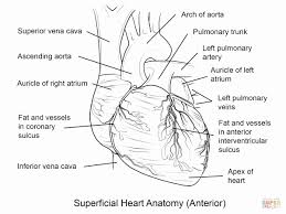 Heart Anatomy Coloring Worksheet Awesome Human Heart Coloring Page In 2020 Heart Anatomy Heart Coloring Pages Human Heart