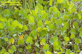 Image result for Centella asiatica
