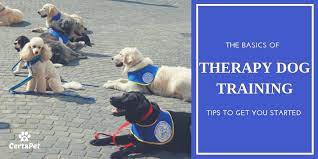 The Basics Of Therapy Dog Training: Tips To Get You Started | Certapet®