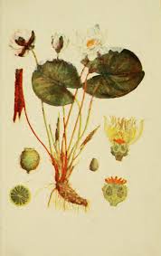 Image result for Sphaeranthus chandleri