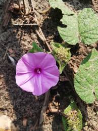 Image result for Ipomoea involucrata